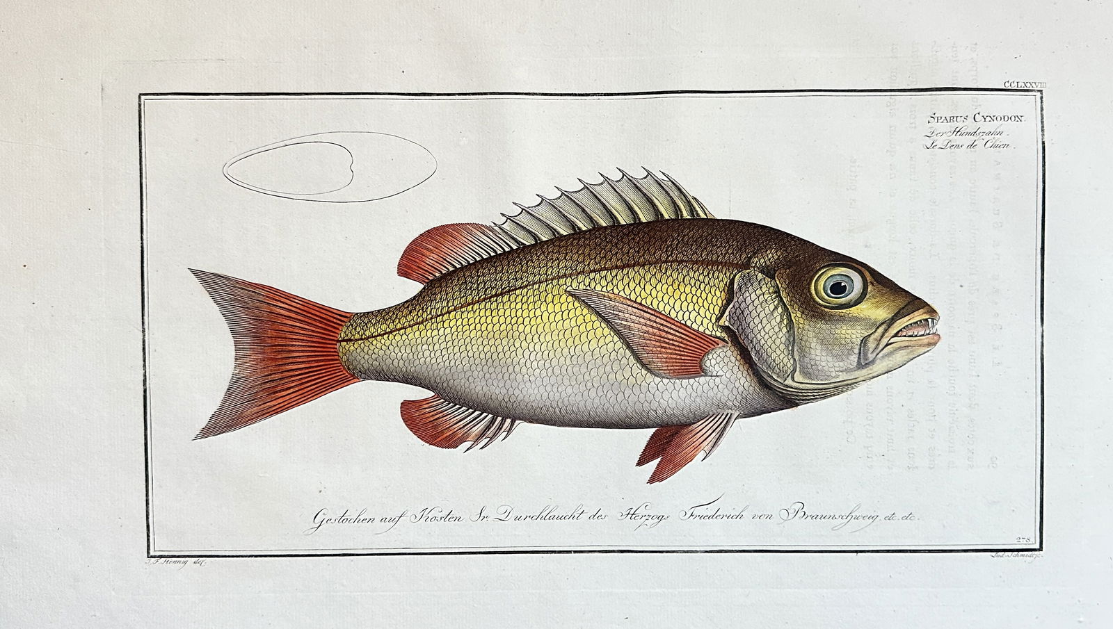 Marcus Elieser Bloch (1723–1799) – The Coral-lip Sea Bream – Engraving, Hand-coloured (1 of 1)