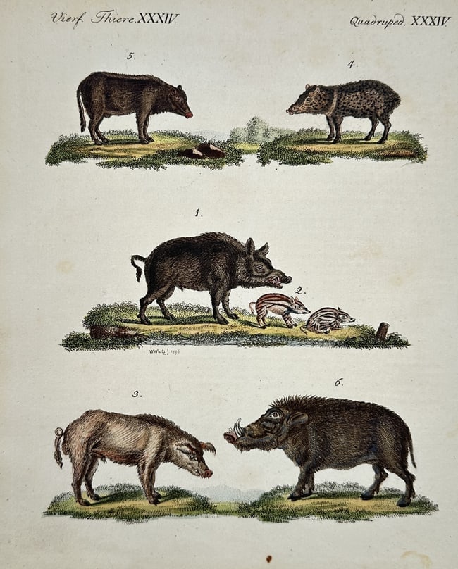 Friedrich Justin Bertuch – Wild Pigs and Peccaries Zoological Illustration: This hand-colored copperplate engraving illustrates a set of six different species of wild pigs and peccaries, including the European Wild Boar, its striped young, and various African and Asian specie