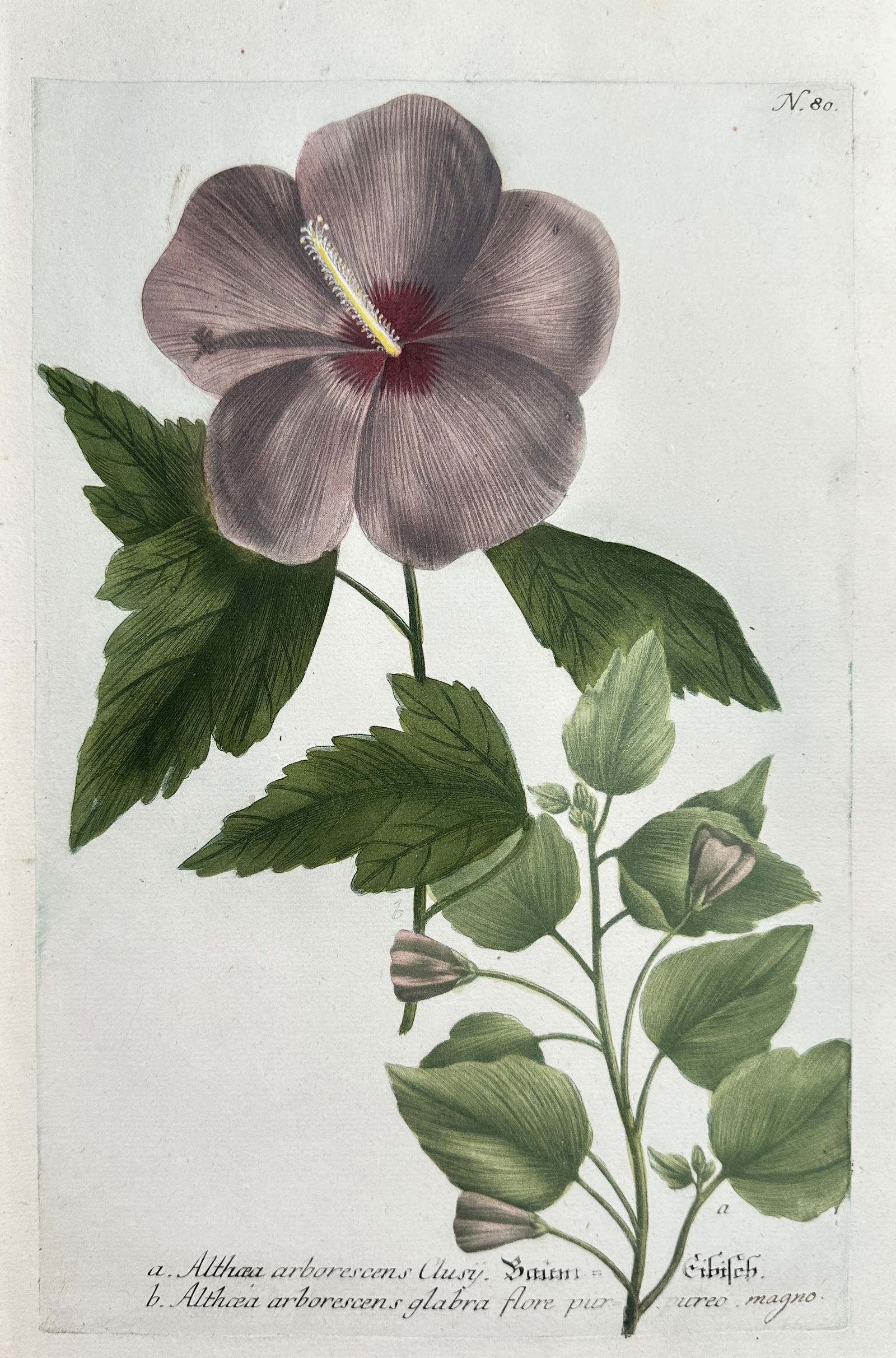 Johann Wilhelm Weinmann (1683–1741) – Tree Mallow with Large Purple Flower: This detailed botanical illustration documents two varieties of the Tree Mallow (Althaea arborescens). The print clearly depicts the foliage and a large, wide-open bloom of one variety (Althaea arbore
