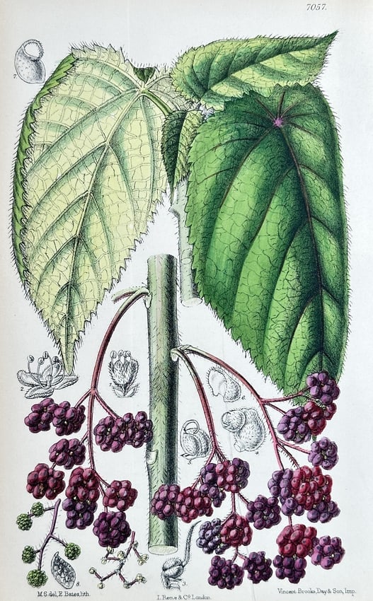 William Curtis (1746–1799) – Foliage and Berries (Viburnum or Rubus Species): This highly detailed, hand-coloured botanical illustration, plate number 7037, depicts a plant with large, distinctive foliage and clusters of purple-red berries. The illustration shows a section of a