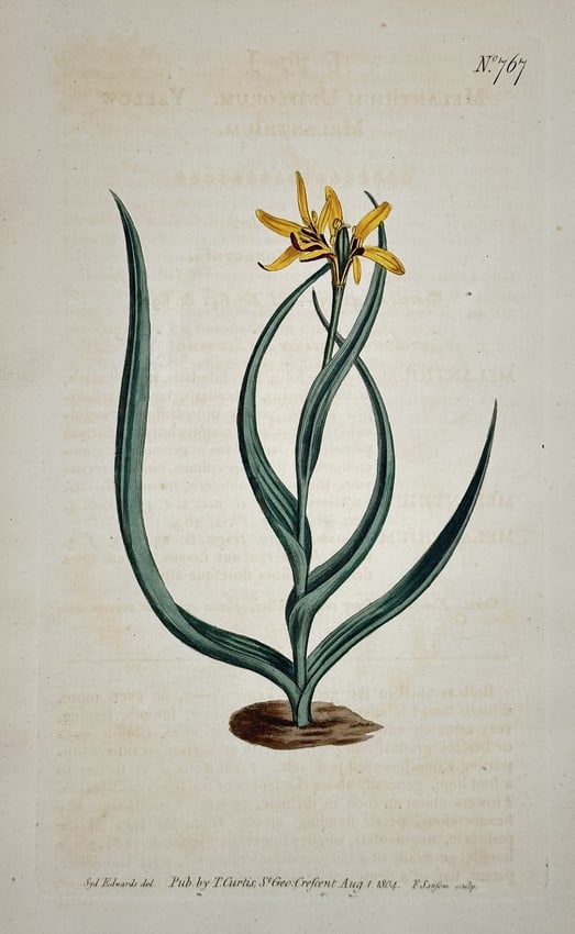 William Curtis – Yellow Melanthium – Hand-colored engraving (1804): This hand-colored engraving depicts the Yellow Melanthium, featuring a single, vibrant yellow star-shaped flower atop a slender green stem that emerges from a cluster of long, twisting linear leaves.