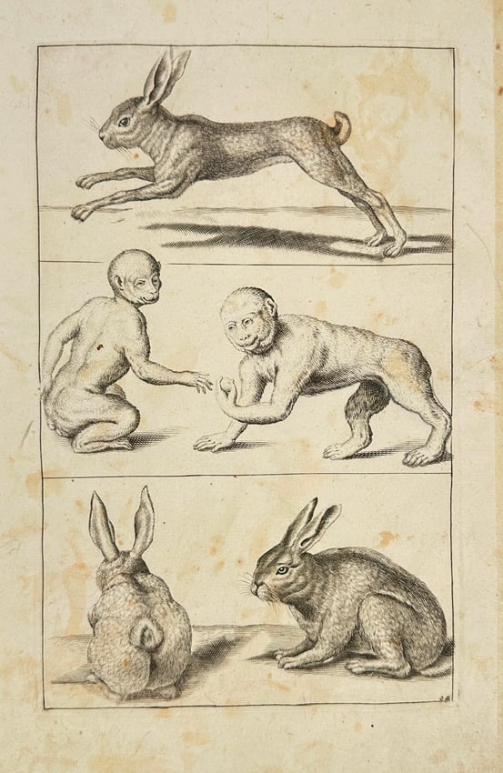 Frederick de Wit – Studies of Hares and Comparative Anatomy – Copperplate Engraving: This rare copperplate engraving by Frederick de Wit features anatomical and behavioral studies of hares, combined with a central comparative illustration of a crouching human and ape-like figure in mi