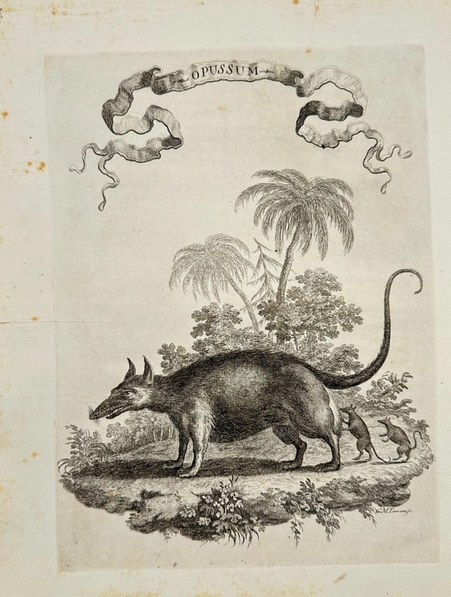 Giuseppe Maria Terreni – Opussum – Copperplate Engraving (1763): This copperplate engraving titled Opussum was published in Il Gazzettiere Americano, the first Italian edition of the American Gazetteer, printed in Livorno in 1763. The image features a stylized depi