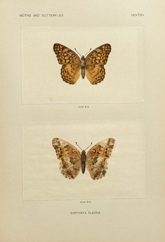 Sherman F. Denton – Euptoieta claudia (Variegated Fritillary) – Halftone Print (1 of 2)