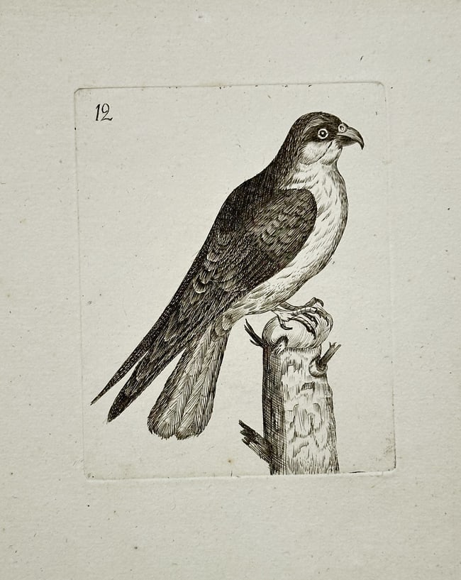Thomas Pennant (1726–1798) – Bird Study (12) – Engraving (18th Century) (1 of 2)