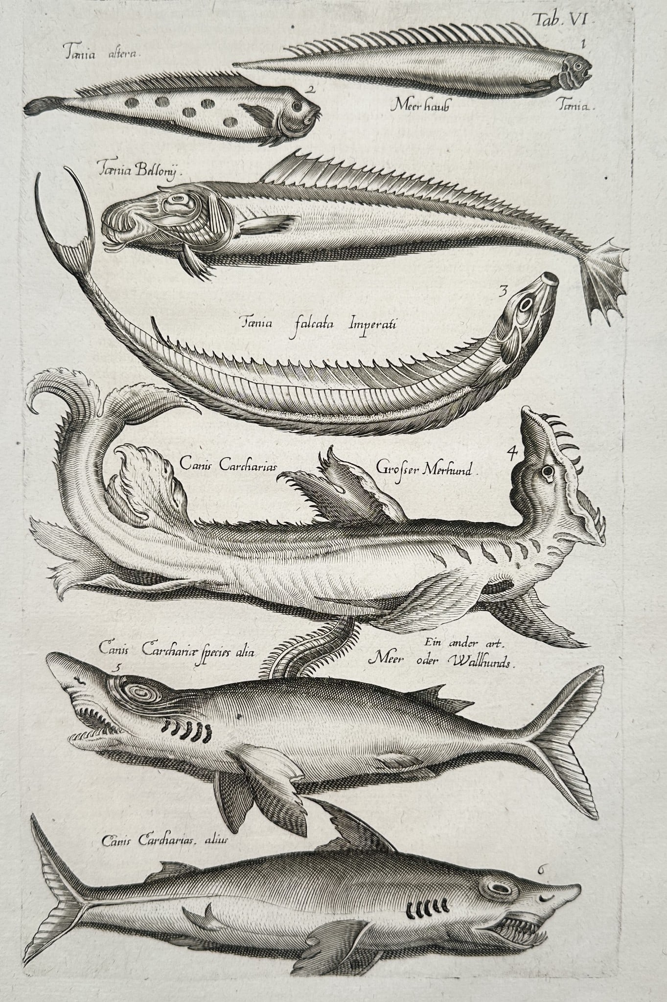 John Jonston (1603–1675) – Studies of Sharks and Deep-Sea Fish – Engraving (1 of 2)