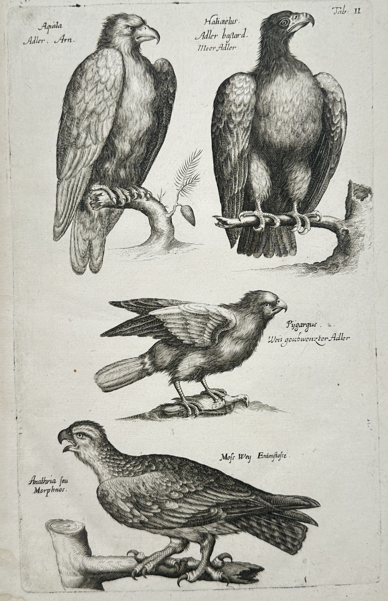 John Jonston (1603–1675) – Studies of Eagle and Raptor Species – Engraving (1 of 2)