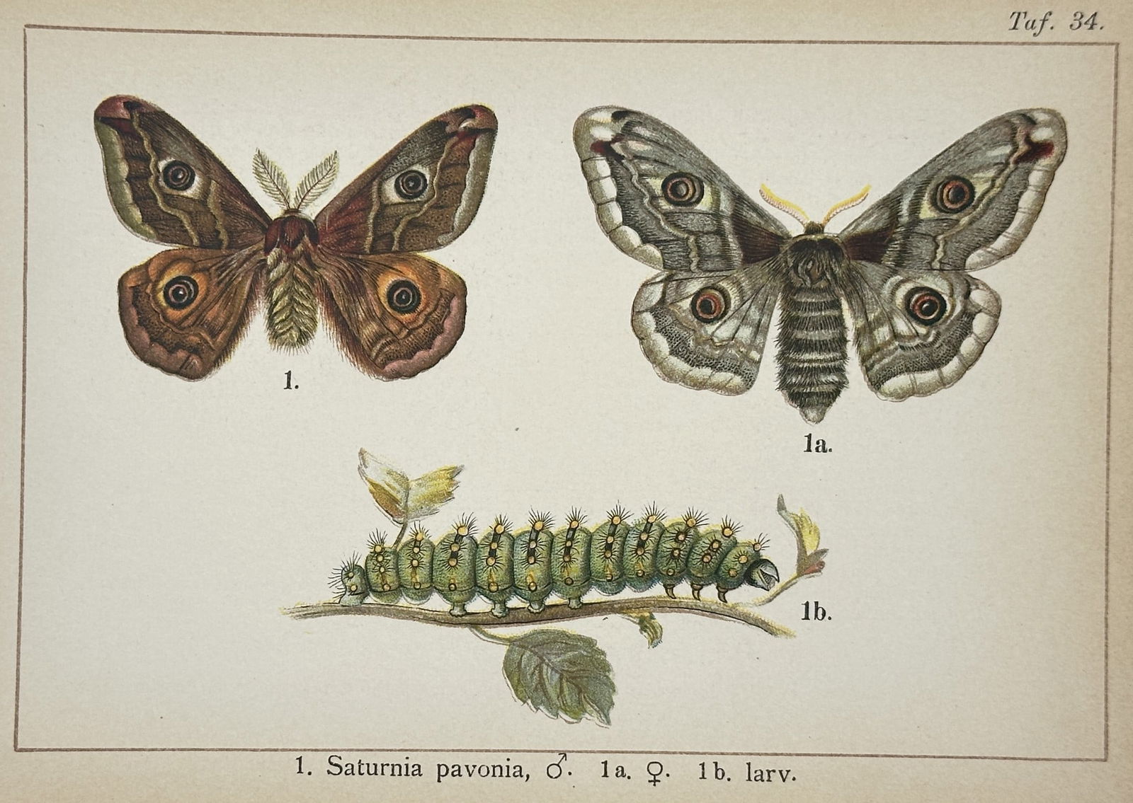 Gottfrid Adlerz (1858–1918) – Study of Small Emperor Moths and Larva (1 of 2)