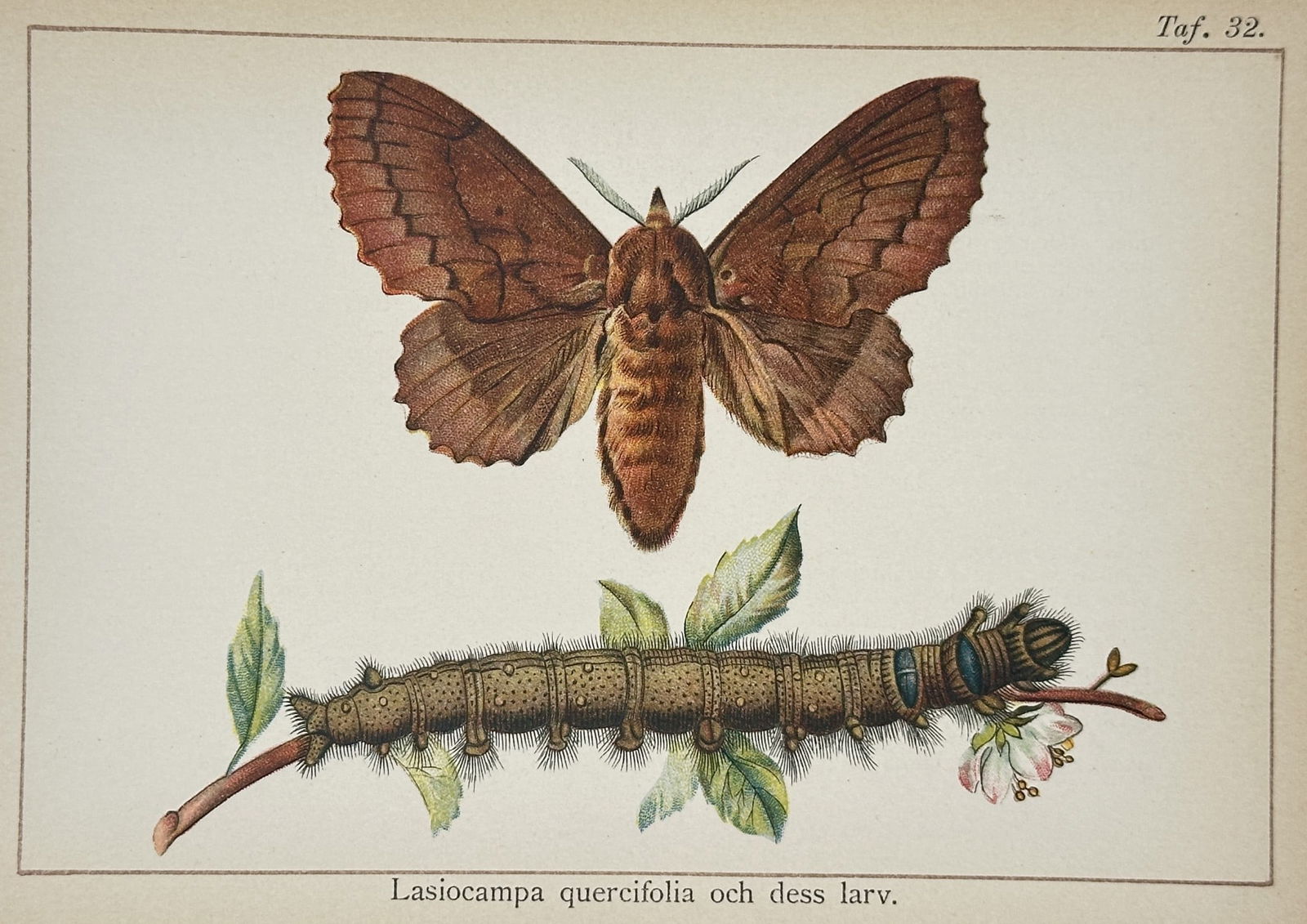 Gottfrid Adlerz (1858–1918) – Study of a Lappet Moth and Larva – Lithograph (1 of 2)