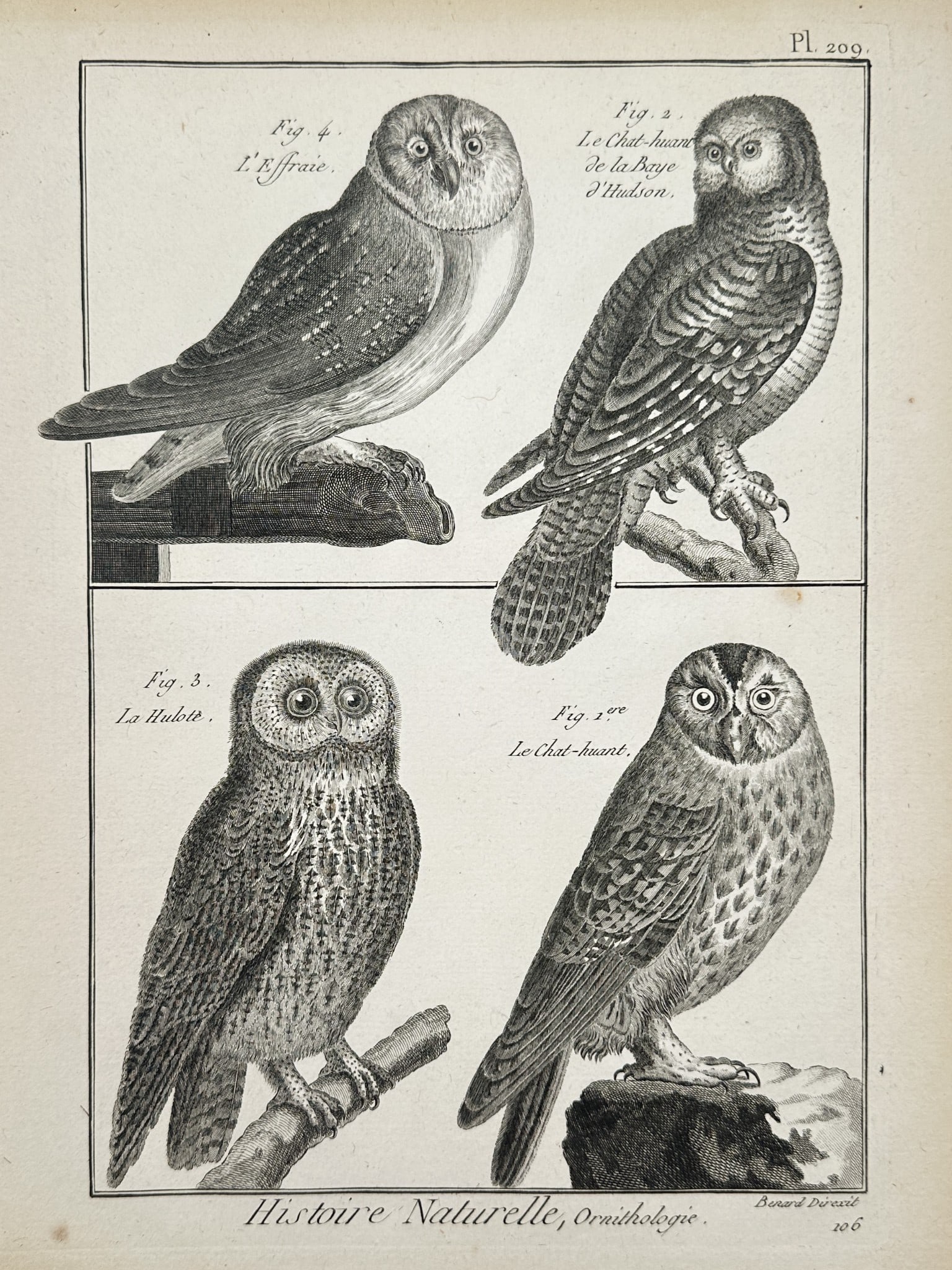 Robert Benard (1734–1777) – Studies of Owl Species – Engraving (1762–1772) (1 of 2)
