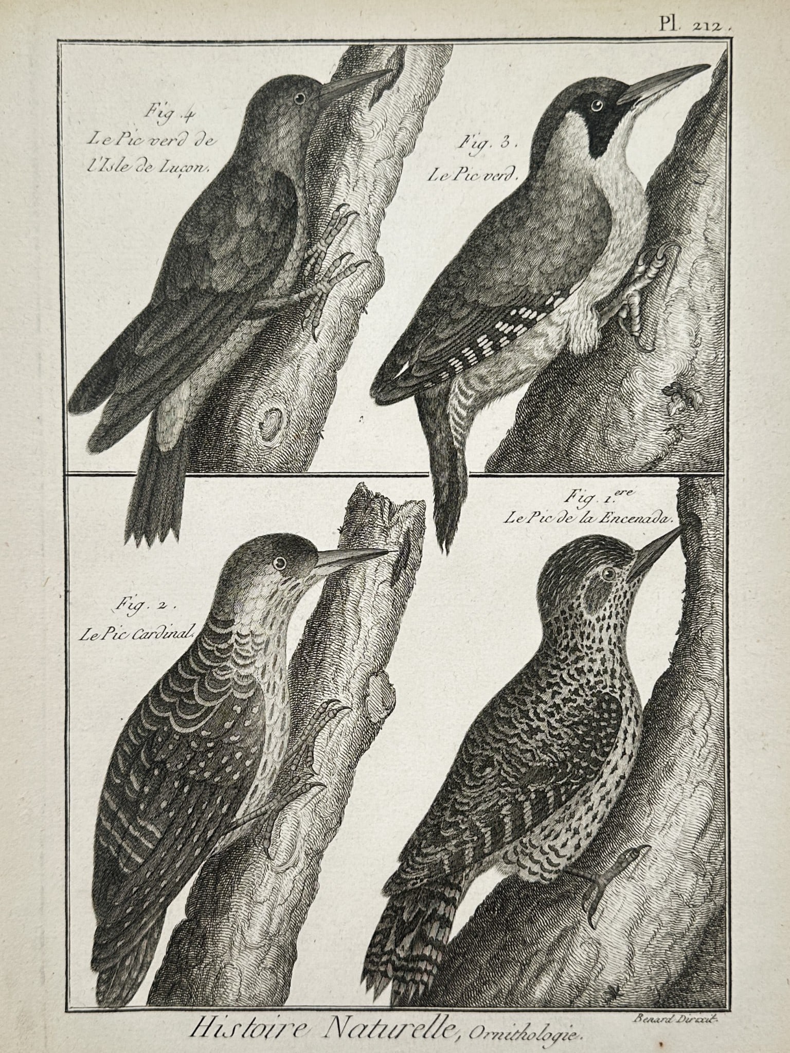 Robert Benard (1734–1777) – Studies of Woodpecker Species – Engraving (1 of 2)