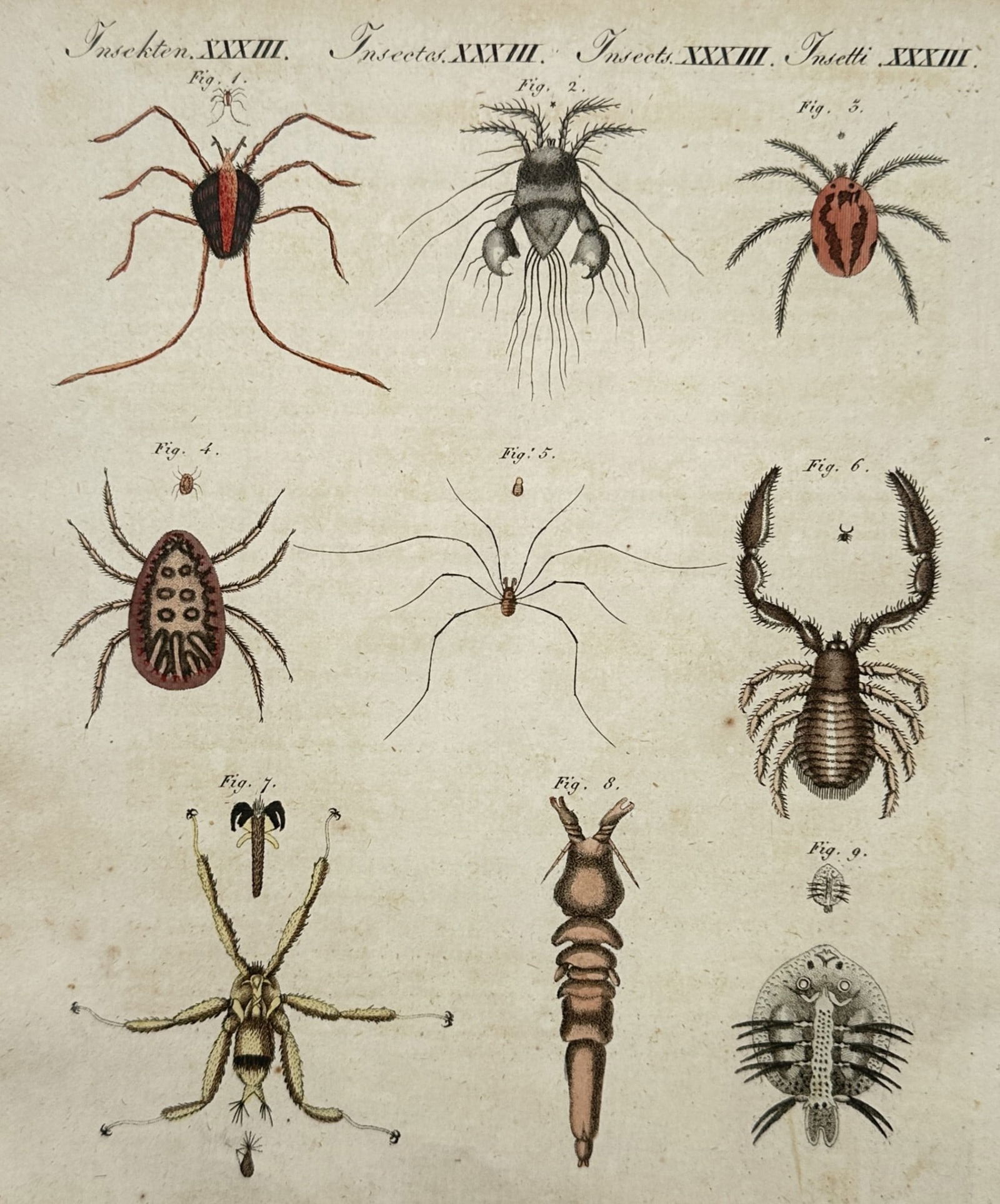 Friedrich Justin Bertuch (1747–1822) – Studies of Spiders and Crustaceans – Engraving (1 of 2)