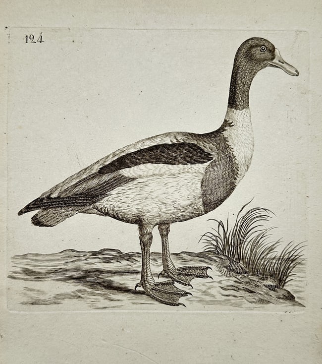 Unknown Artist – Duck near Water (Plate 124) – Engraving (18th/19th Century) (1 of 2)