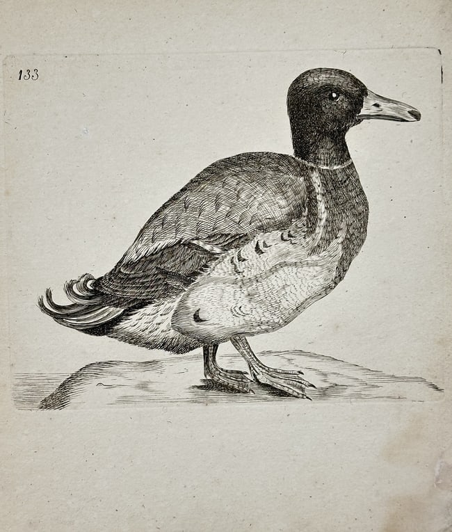 Thomas Pennant (1726–1798) – Bird Study (133) – Engraving (18th Century) (1 of 2)
