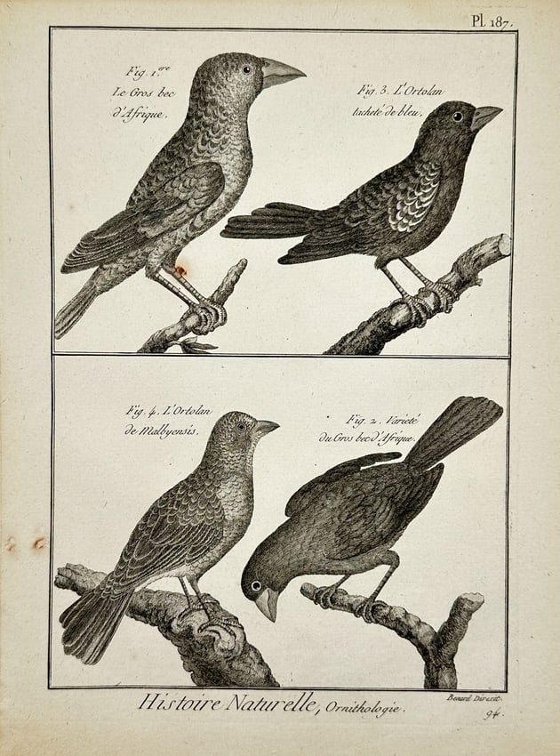 Robert Benard (1734–1777) – Ornithological Study of Grosbeaks and Ortolans (1 of 2)
