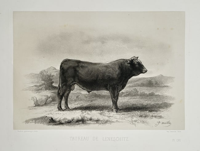 Emile Baudement – Leneschitz's bull – Plate from Les races bovines - Heliogravur (1 of 1)