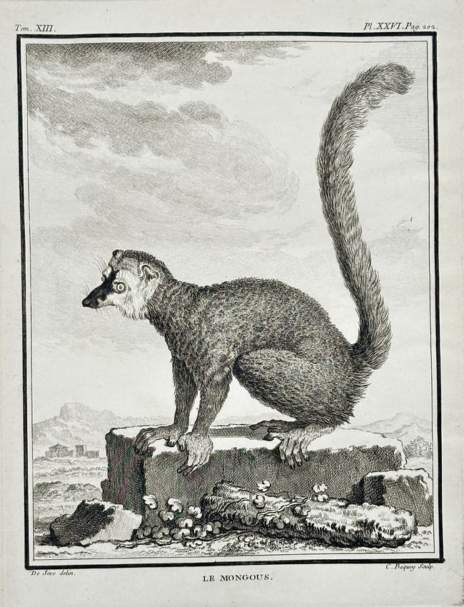 Georges-Louis Leclerc, Comte de Buffon (1707–1788) – Le Mongouz (The Mongoose ) (1 of 2)