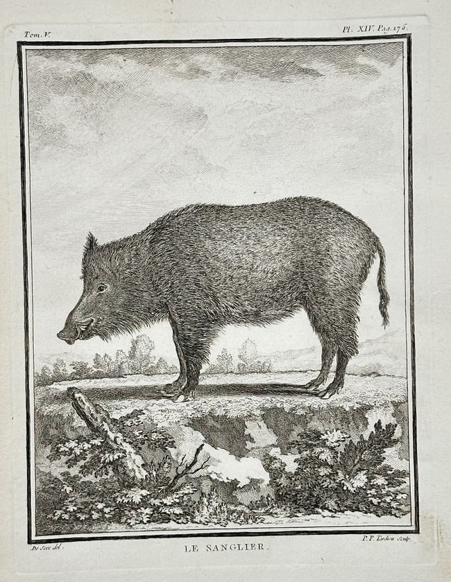 Georges-Louis Leclerc, Comte de Buffon (1707–1788) – Le Sanglier (The Wild Boar): This zoological engraving depicts a Wild Boar ("Le Sanglier") standing in profile in a minimal landscape setting. The print is a characteristic plate from Buffon's monumental 18th-century work, Histoi