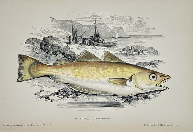 J. Rothschild – Whiting (Gadus Merlangus) – Engraving with hand-coloring (1 of 2)