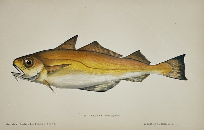 J. Rothschild – Capelan (Gadus Callarias) – Engraving with hand-coloring (1 of 2)