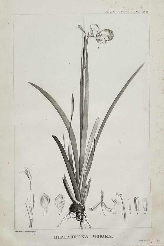 Pierre-Joseph Redouté (1759–1840) – Diplarrena Morea – Engraving (20th Century) (1 of 2)
