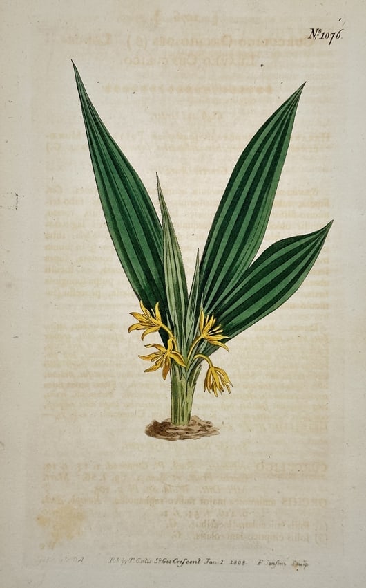 William Curtis – Variegated-Leafed Star-of-Bethlehem Botanical Illustration: This hand-colored copperplate engraving illustrates a species of Star-of-Bethlehem (Ornithogalum), a bulbous plant featuring large, dark striped leaves and a central cluster of yellow, star-shaped flo