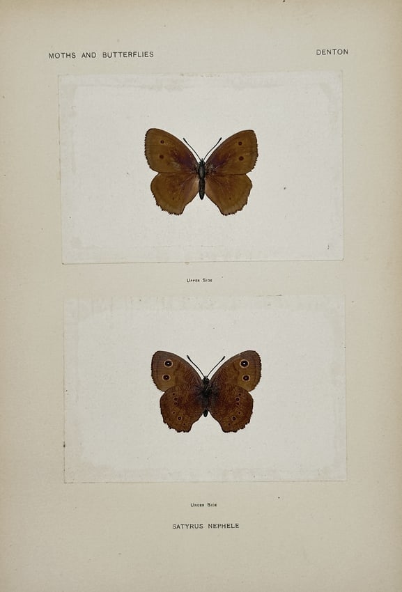 Sherman F. Denton (1856–1937) – Satyrus Nephele – Nature print (Circa 1900) (1 of 2)