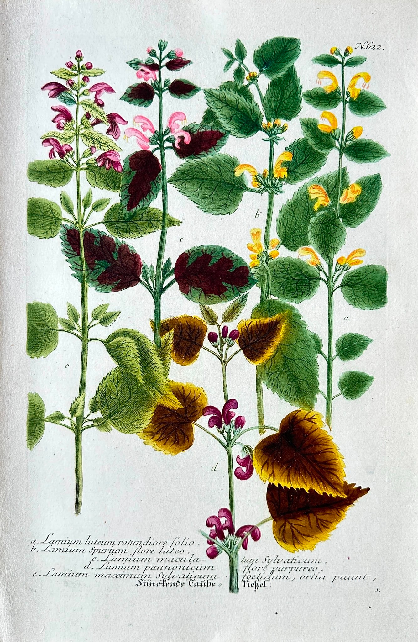 Johann Wilhelm Weinmann – Botanical and Entomological Subjects (Lettuce) (1 of 2)
