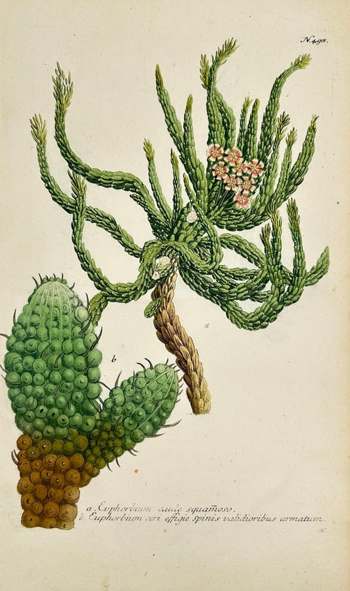 Johann Wilhelm Weinmann – Botanical Study of Euphorbia with Flowers (1 of 2)