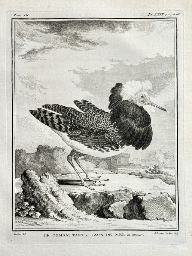 Georges-Louis Leclerc, Comte de Buffon (1707–1788) – The Ruff - Engraving (1 of 2)