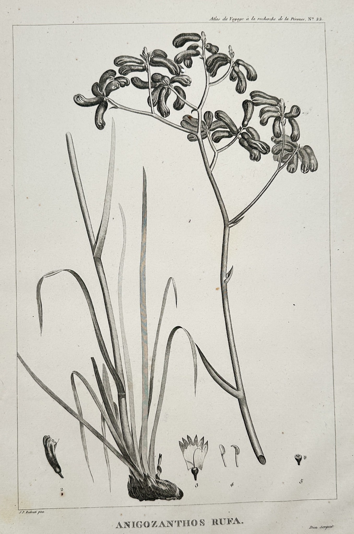 Pierre-Joseph Redouté (1759–1840) – Anigozanthos Rufa – Engraving (20th Century) (1 of 2)