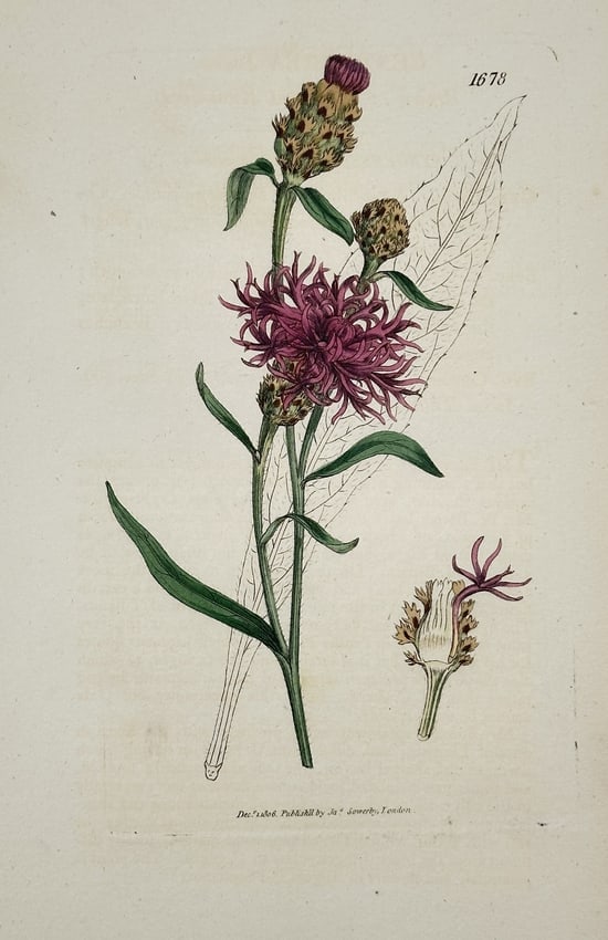 James Sowerby (1757–1822) – Knapweed (Centaurea species) – Engraving (1 of 2)