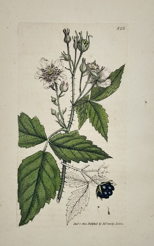 James Sowerby (1757–1822) – Blackberry (Rubus species) – Engraving: This engraving with hand-coloring, Plate 826, depicts a species of Blackberry (Rubus species), illustrating its thorny stem, compound serrated leaves, small white flowers in bud and bloom, and a singl