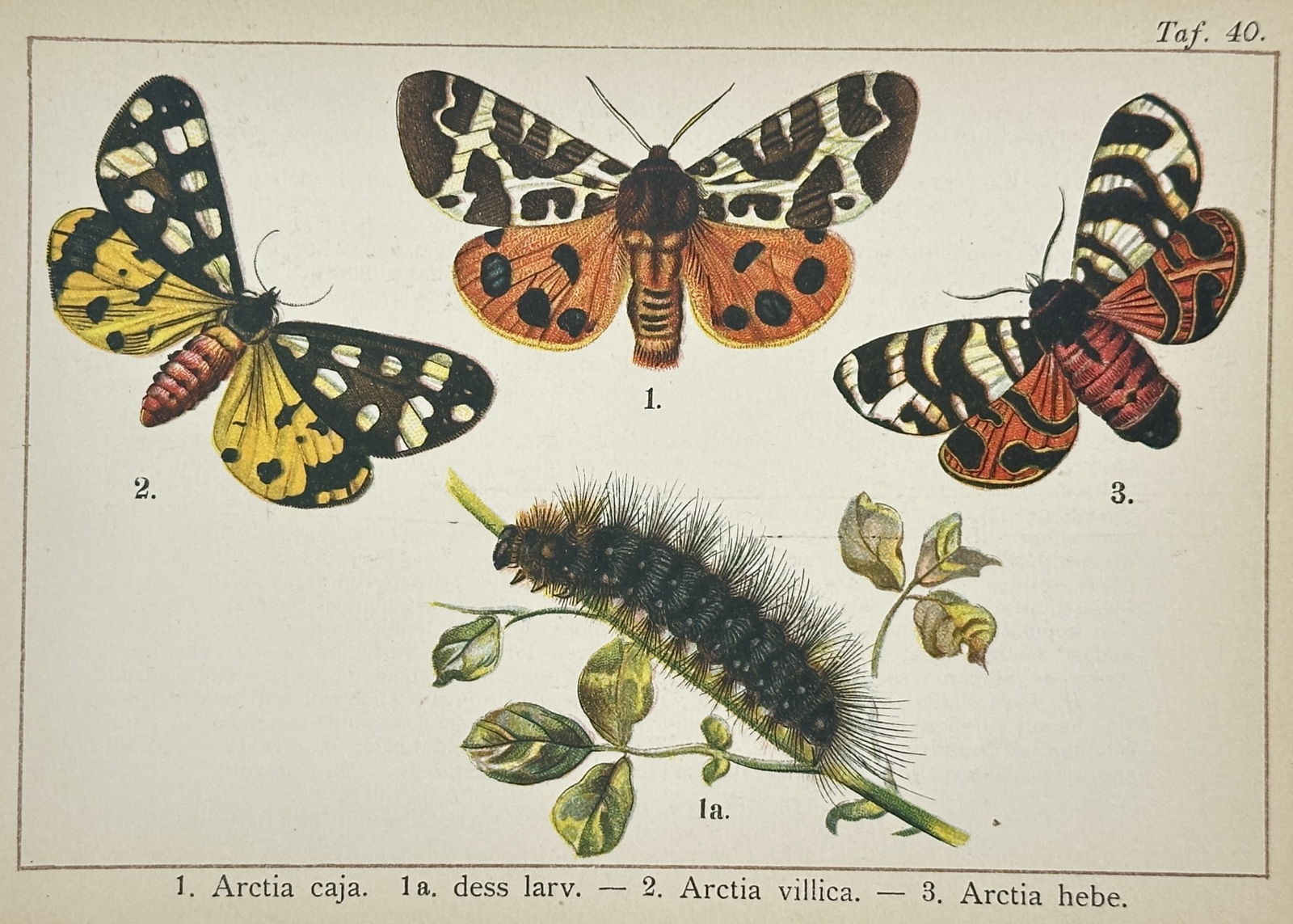 Gottfrid Adlerz (1858–1918) – Study of Tiger Moth Species and Larva - Lithograph (1 of 2)