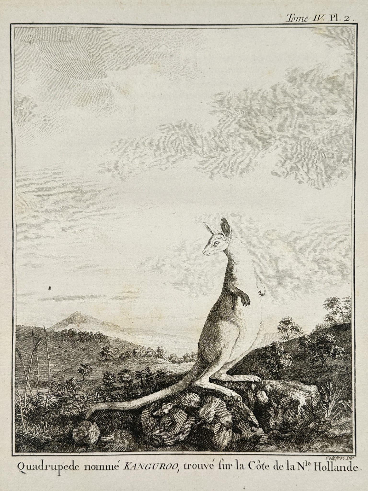 Robert Benard (1734–1777) – Study of a Kangaroo – Australia – Engraving: "Quadrupede nommé Kanguroo, trouvé sur la Côte de la Nle. Hollande" illustrates a kangaroo standing in a rocky, sparsely vegetated landscape under a vast sky with light cloud cover. The animal is d