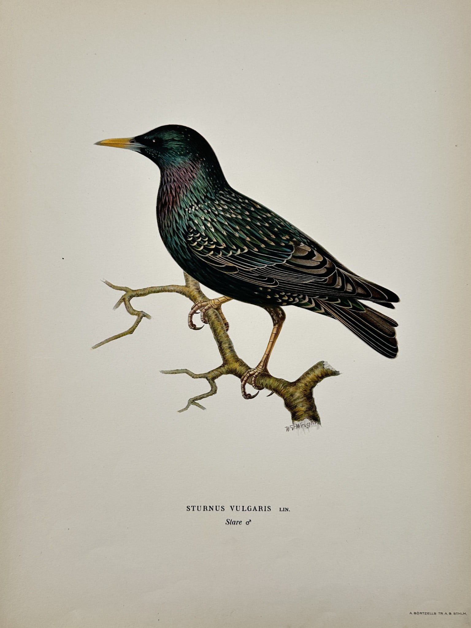 Wilhelm von Wright (1810–1887) – Study of a Common Starling – Lithograph (1920s) (1 of 2)