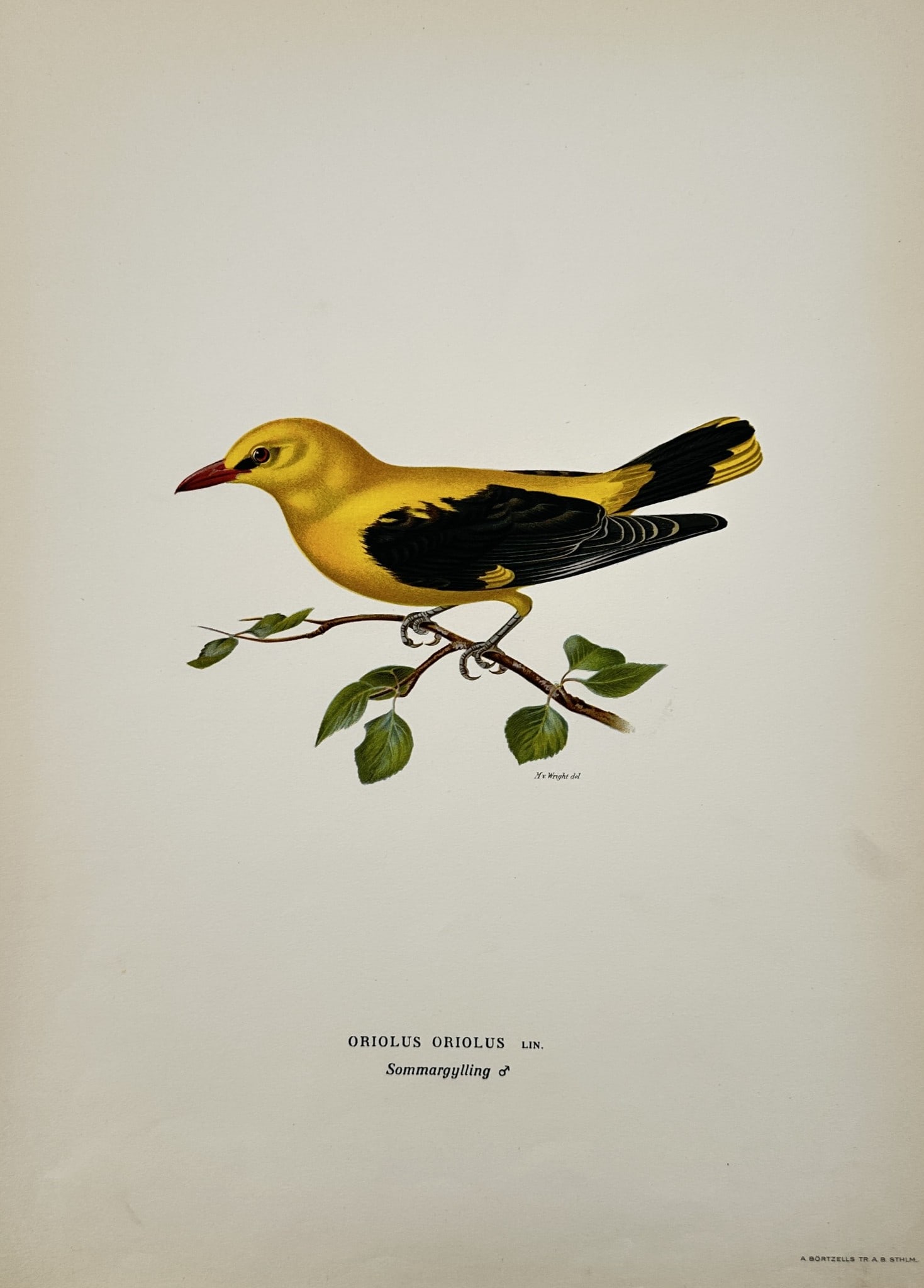 Wilhelm von Wright (1810–1887) – Study of a Eurasian Golden Oriole – Lithograph: "Oriolus oriolus" depicts a male Eurasian golden oriole perched on a thin, leafy branch. The bird is rendered with striking contrast, featuring vibrant yellow body plumage against jet-black wings and