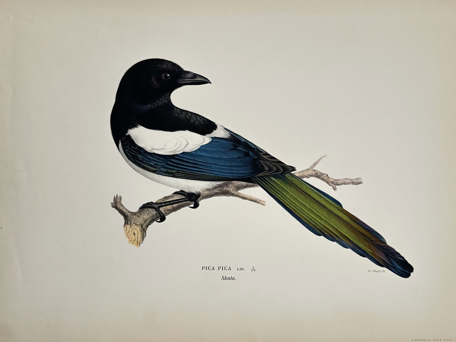 Wilhelm von Wright (1810–1887) – Study of a Eurasian Magpie – Lithograph (1920s): "Pica pica" depicts a single Eurasian magpie perched on a small, dry branch. The bird is rendered in a characteristic downward-leaning posture, showcasing its striking iridescent plumage that transiti
