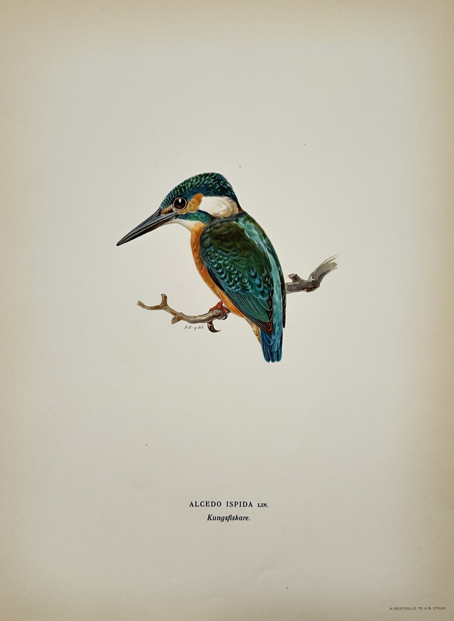 Wilhelm von Wright (1810–1887) – Study of a Common Kingfisher – Lithograph: "Alcedo ispida" depicts a single common kingfisher perched upon a small, budding branch. The bird is rendered in profile, showcasing its characteristic compact form, long pointed beak, and vibrant plu