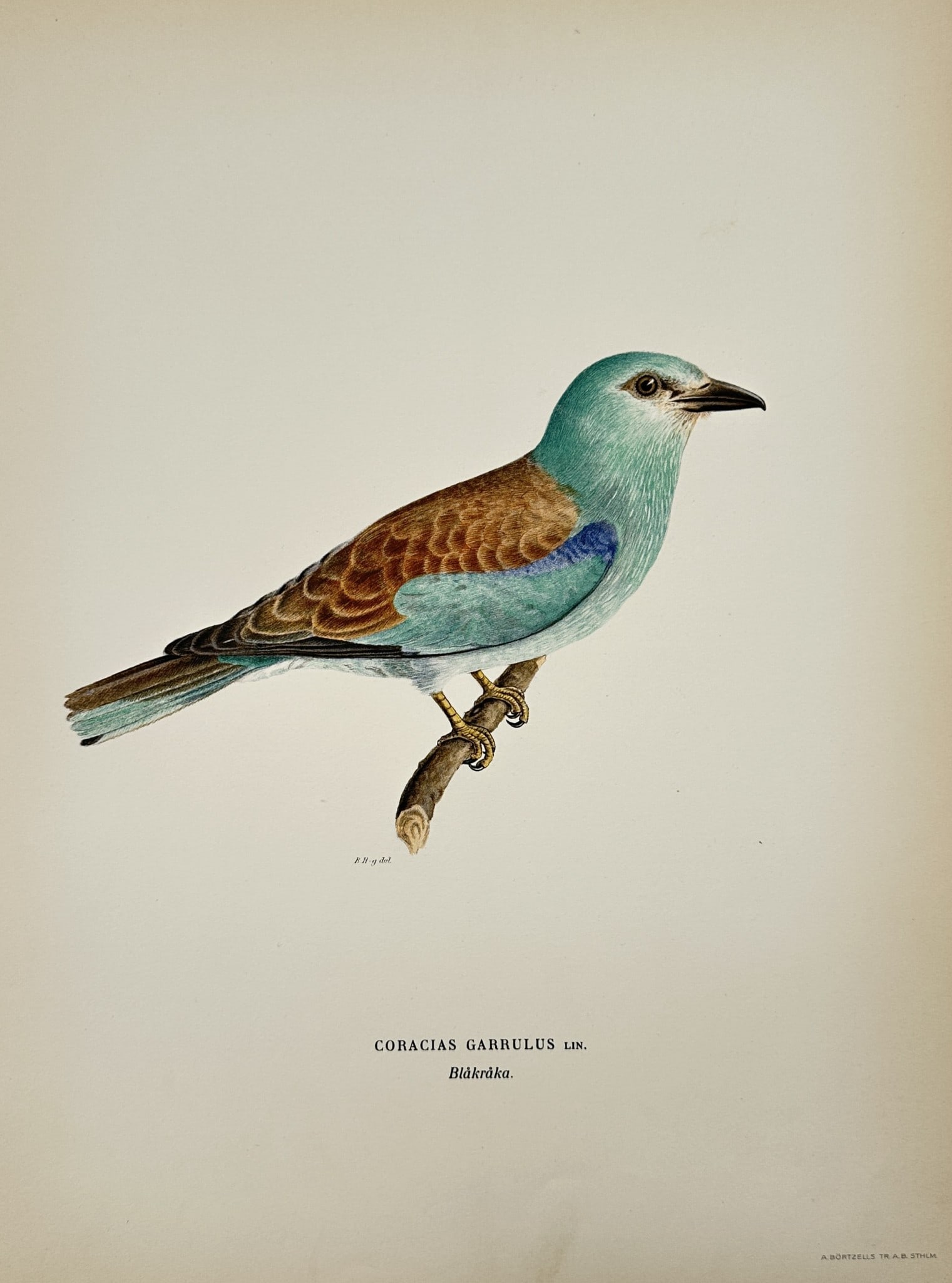 Wilhelm von Wright (1810–1887) – Study of a European Roller – Lithograph: "Coracias Garrulus" depicts a single European roller perched on a simple, leafless wooden branch. The composition highlights the bird's vibrant plumage, featuring a bright turquoise-blue head and unde