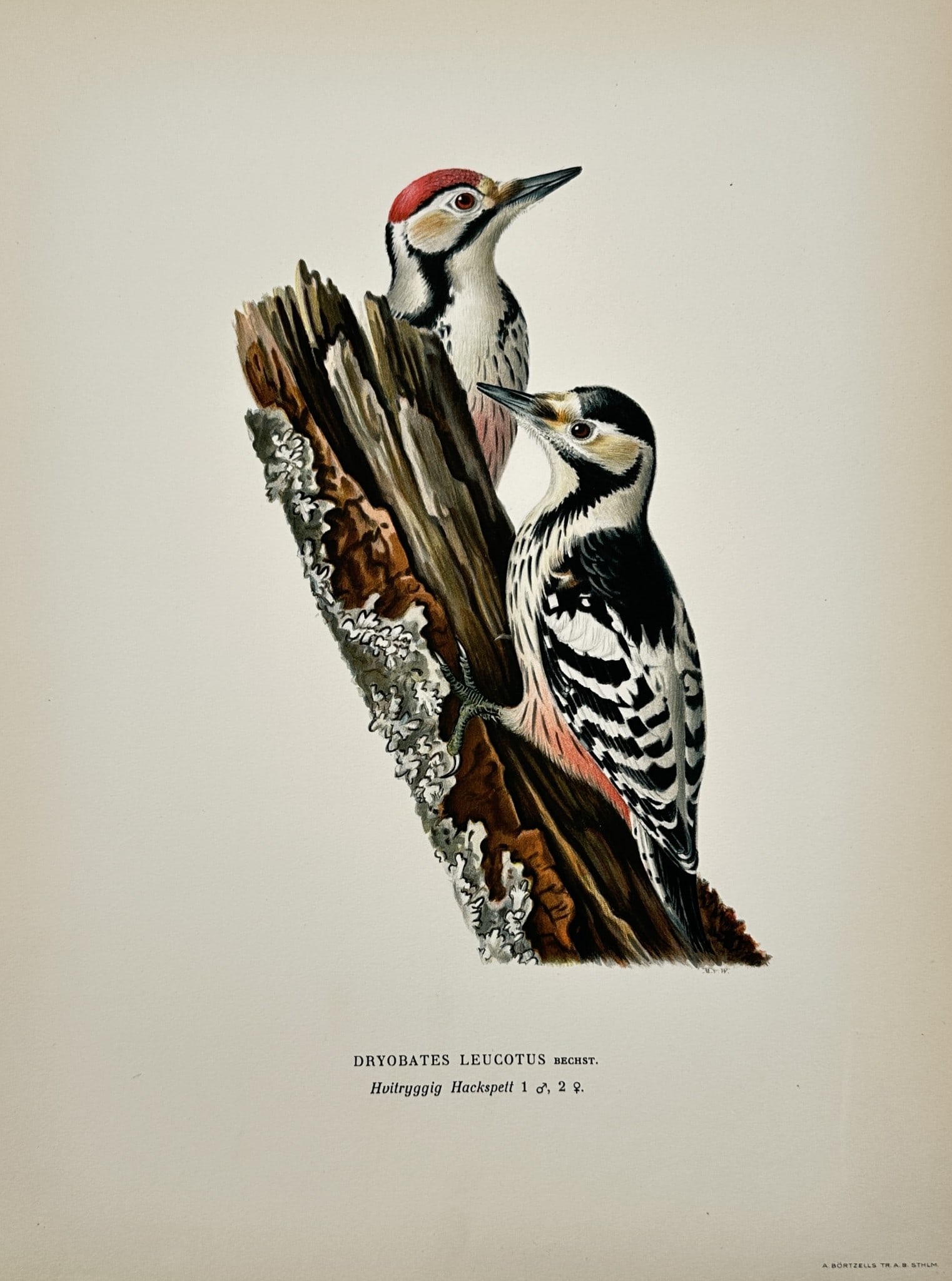 Wilhelm von Wright (1810–1887) – Study of White-backed Woodpeckers (1 of 2)
