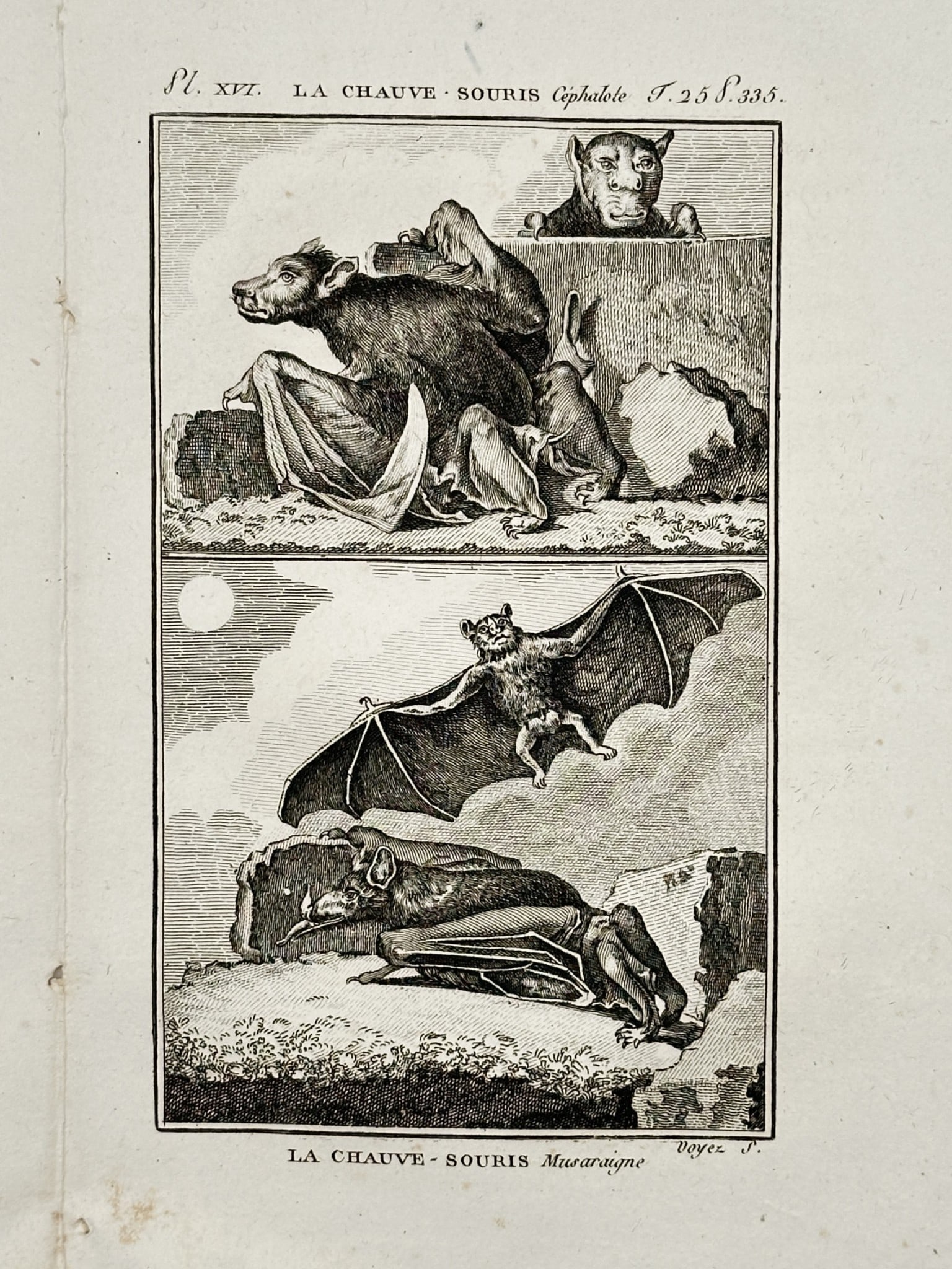 Jacques de Sève (active 1742–1788) – Zoological Study of Bats – Engraving (1749) (1 of 2)