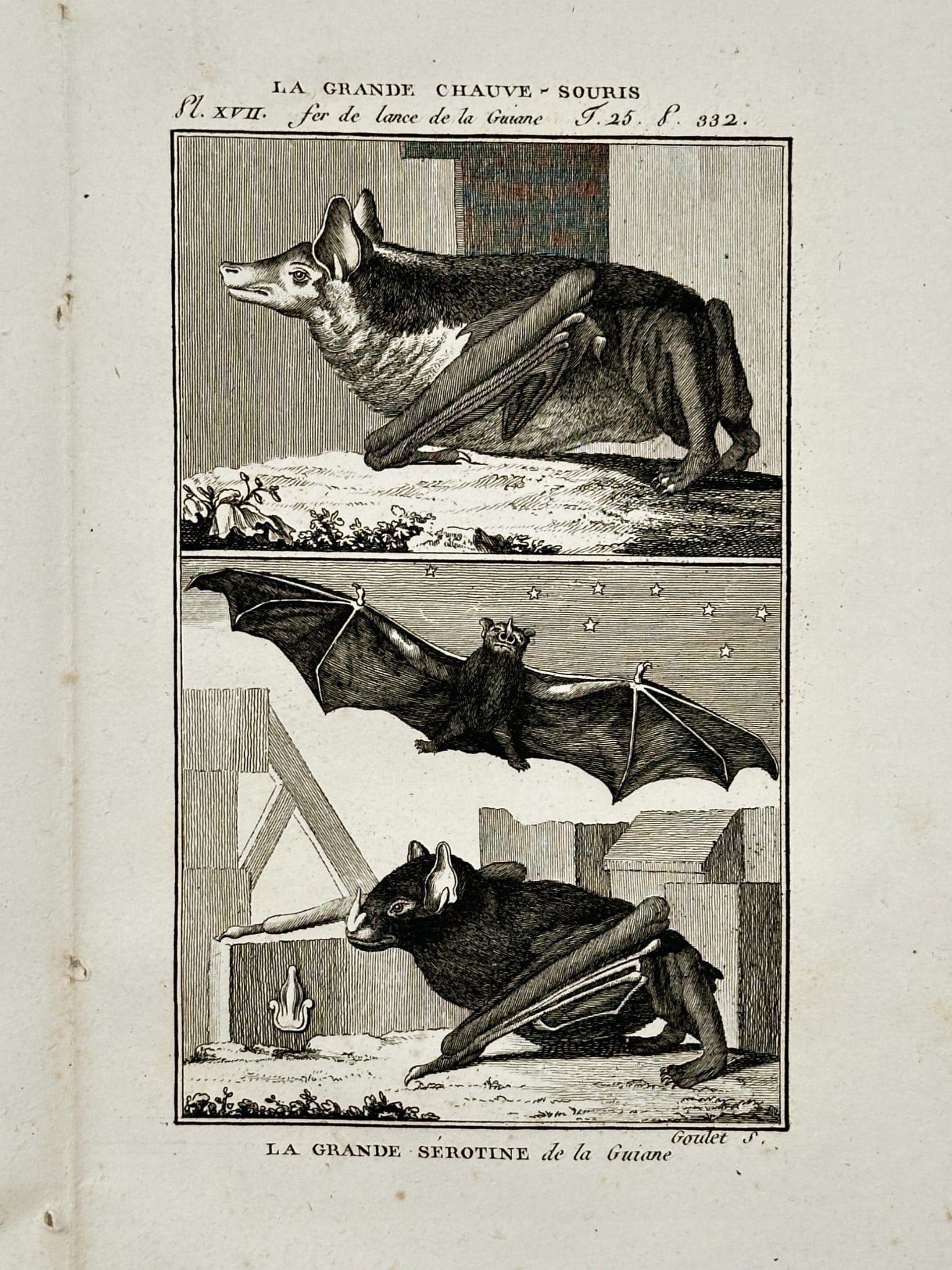 Jacques de Sève (active 1742–1788) – Zoological Study of Bats – Engraving (1749): "La Grande Chauve-Souris" and "La Grande Serotine de la Guiane" depict three distinct scientific studies of bat species. The upper panel features a detailed profile of a bat resting on its forelimbs,