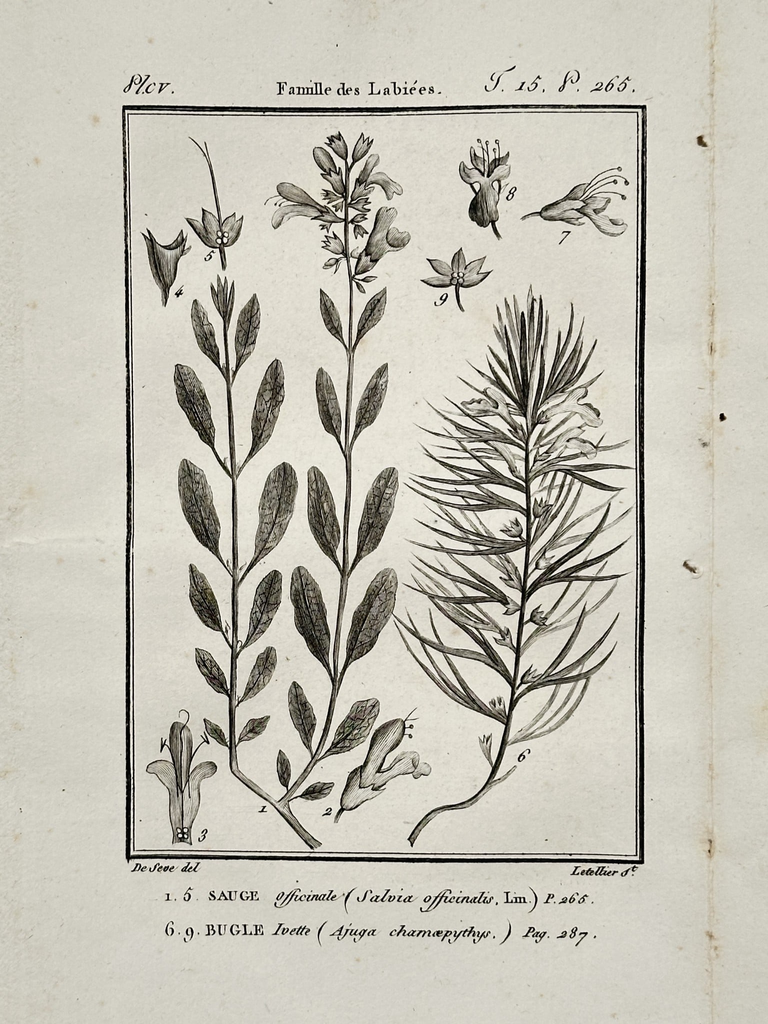 Jacques de Sève (active 1742–1788) – Botanical Study of Sage and Bugle – Engraving (1749) (1 of 2)