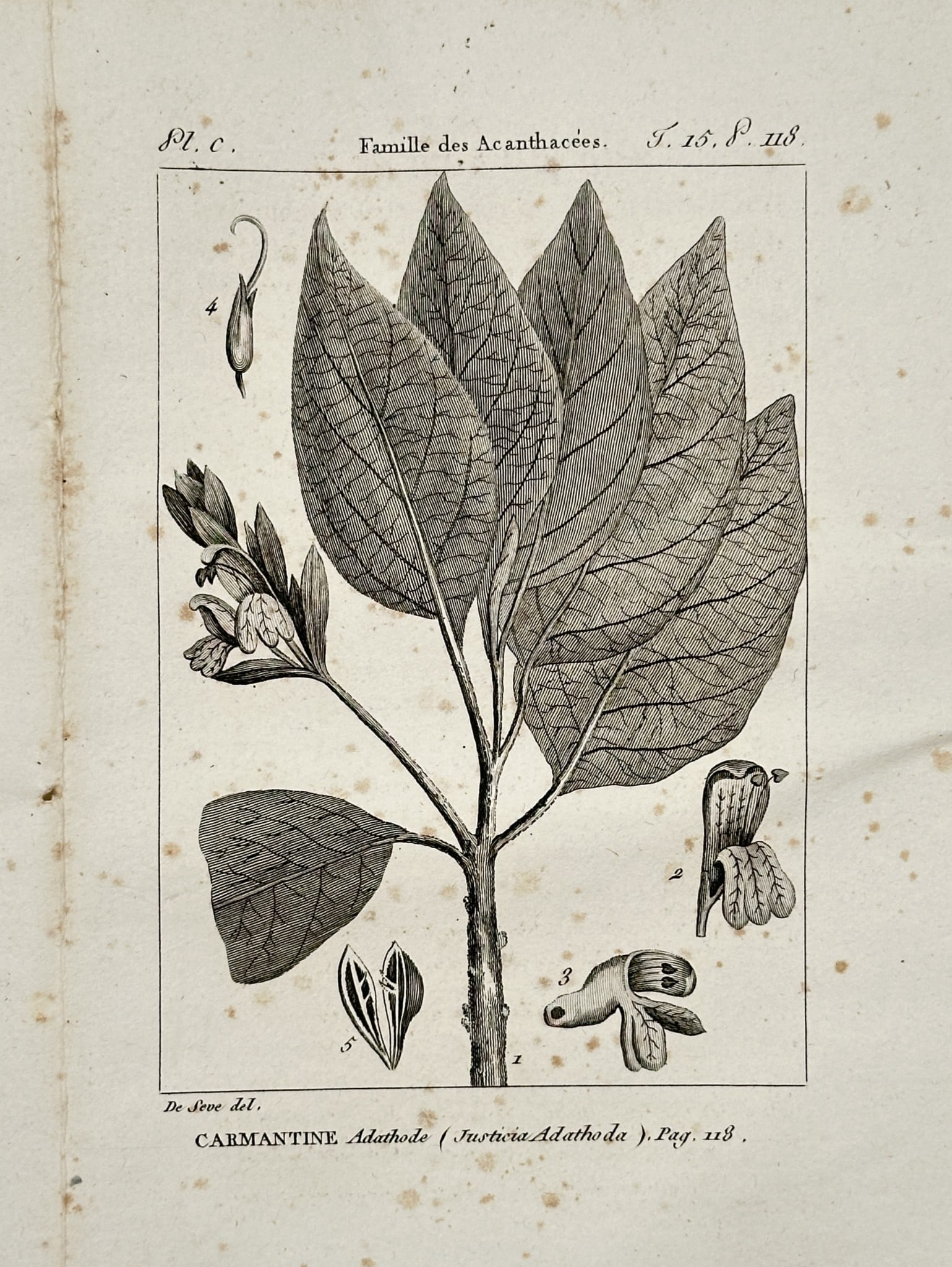 Jacques de Sève (active 1742–1788) – Botanical Study of the Malabar Nut – Engravin (1749) (1 of 2)