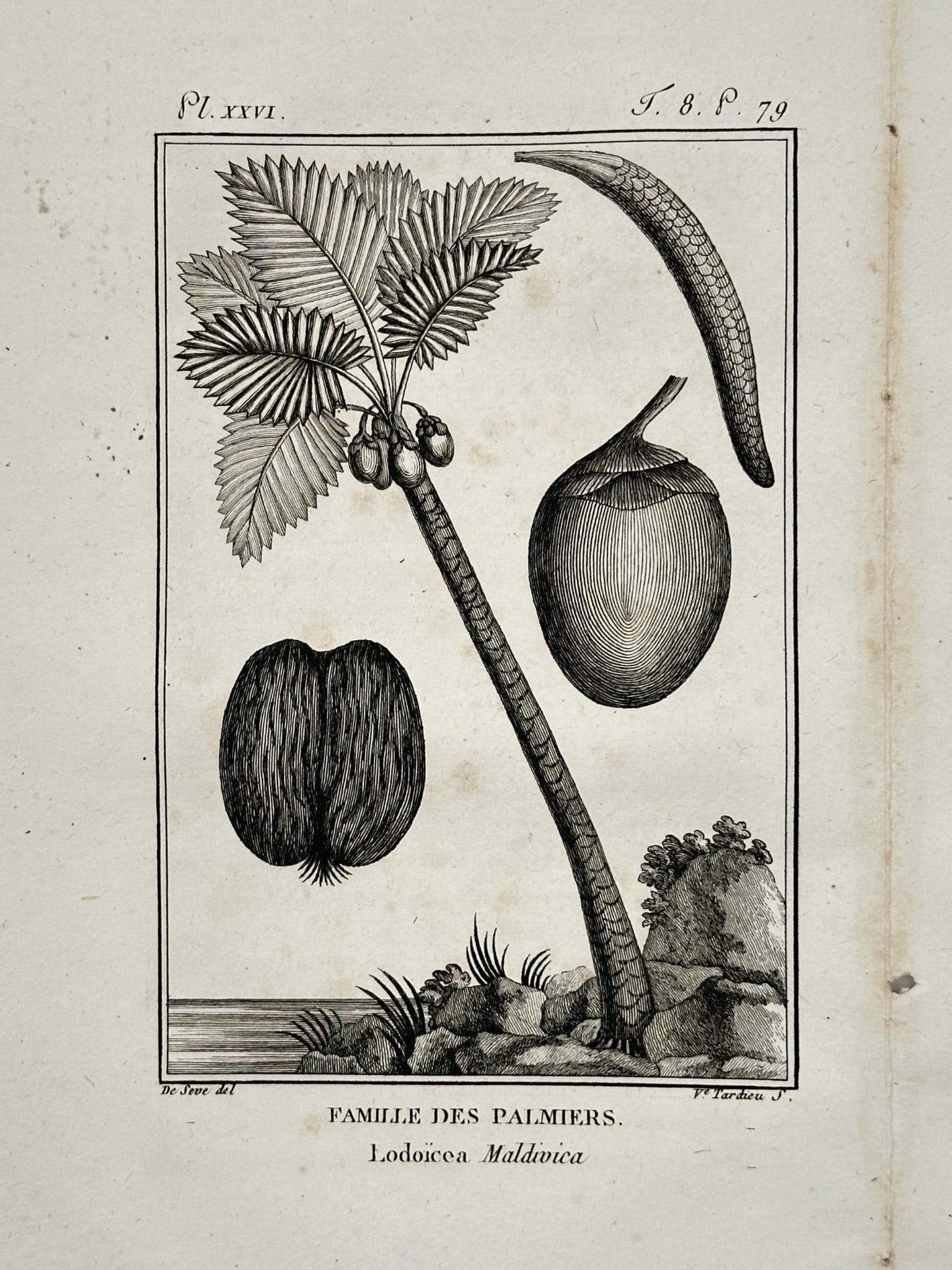 Jacques de Sève (active 1742–1788) – Botanical Study of the Palm Family – Engraving: "Famille des Palmiers" depicts a scientific study of the Lodoicea maldivica, commonly known as the sea coconut or coco de mer. The composition features a central palm tree growing from a rocky shoreli