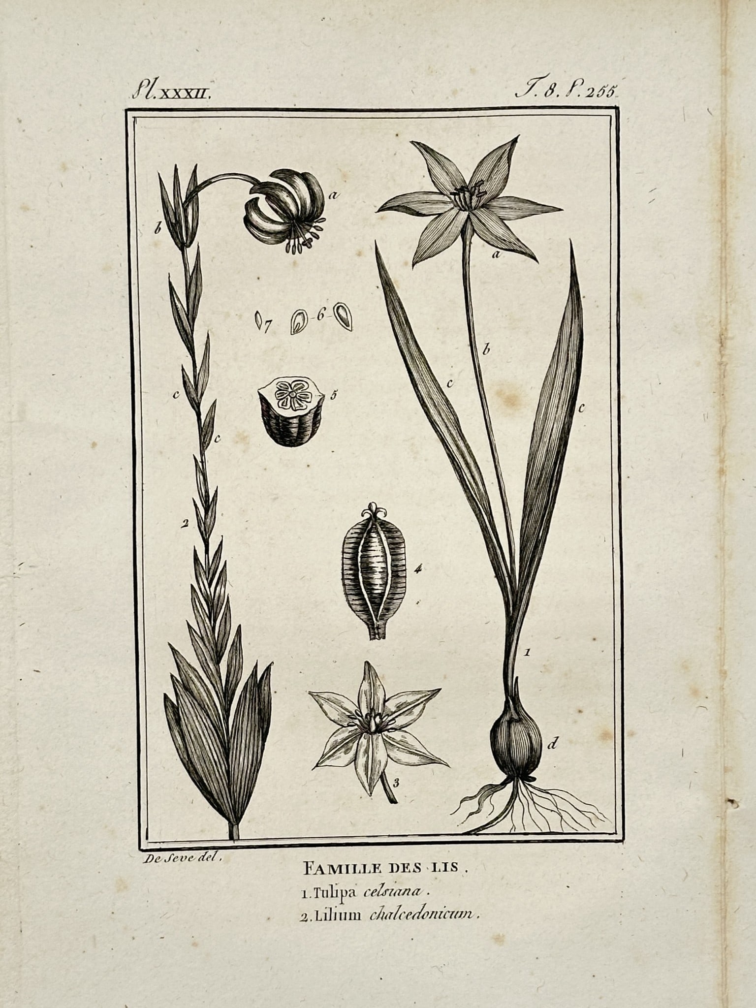 Jacques de Sève (active 1742–1788) – Botanical Study of the Lily Family – Engraving (1 of 2)