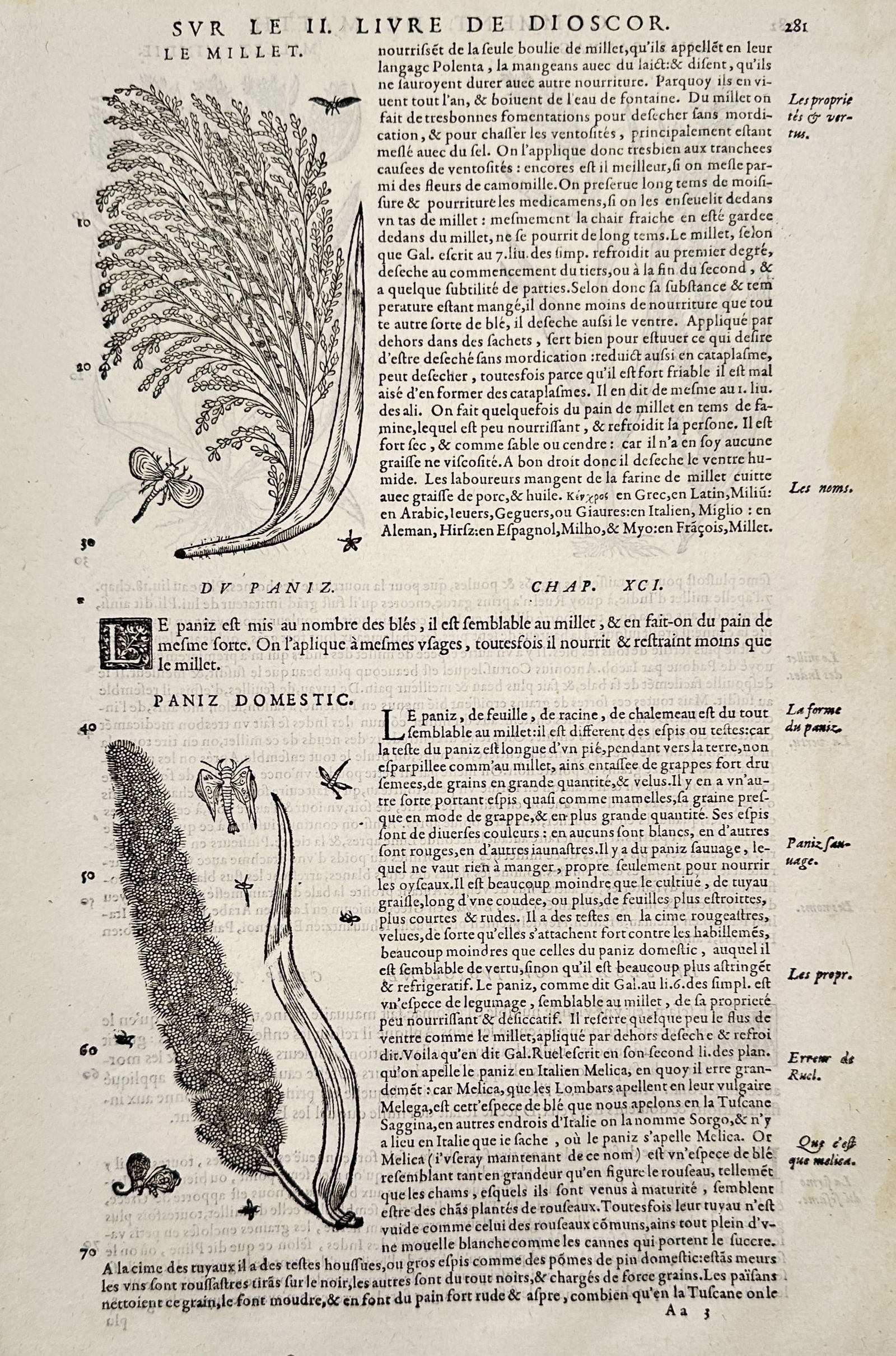 Pietro Andrea Mattioli (1501-1577) - Botanical Study of Millet and Paniz - Engraving (16th Century) (1 of 2)