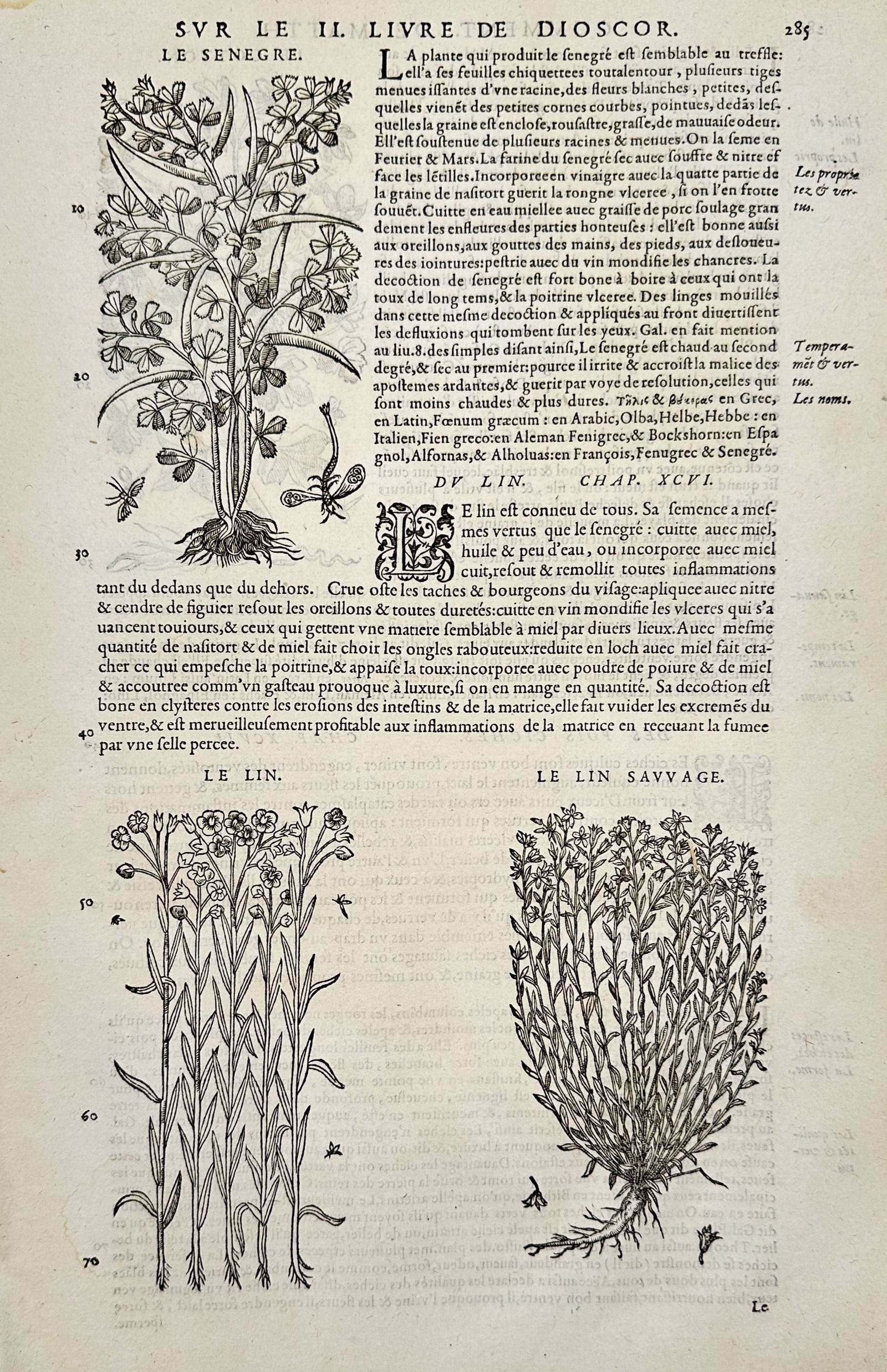Pietro Andrea Mattioli (1501-1577) – Botanical Study of Fenugreek and Flax – Engraving (1 of 2)