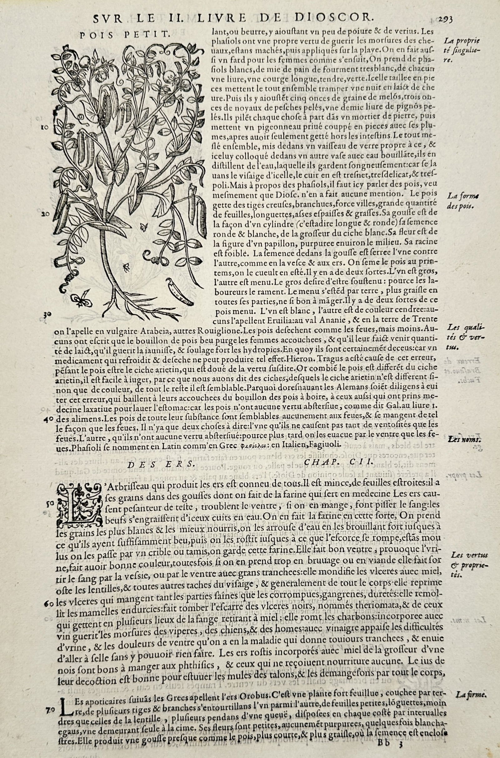 Pietro Andrea Mattioli (1501-1577) – Botanical Study of Peas and Vetch – Engraving (16th (1 of 2)